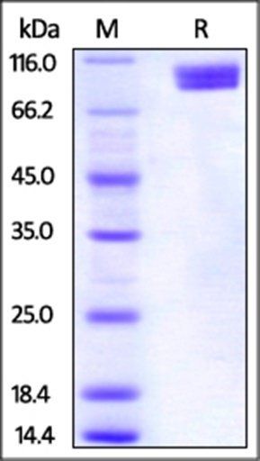 Human Nectin-3 Protein, Fc Tag