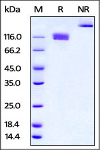 Mouse M-CSF R Protein, Fc Tag