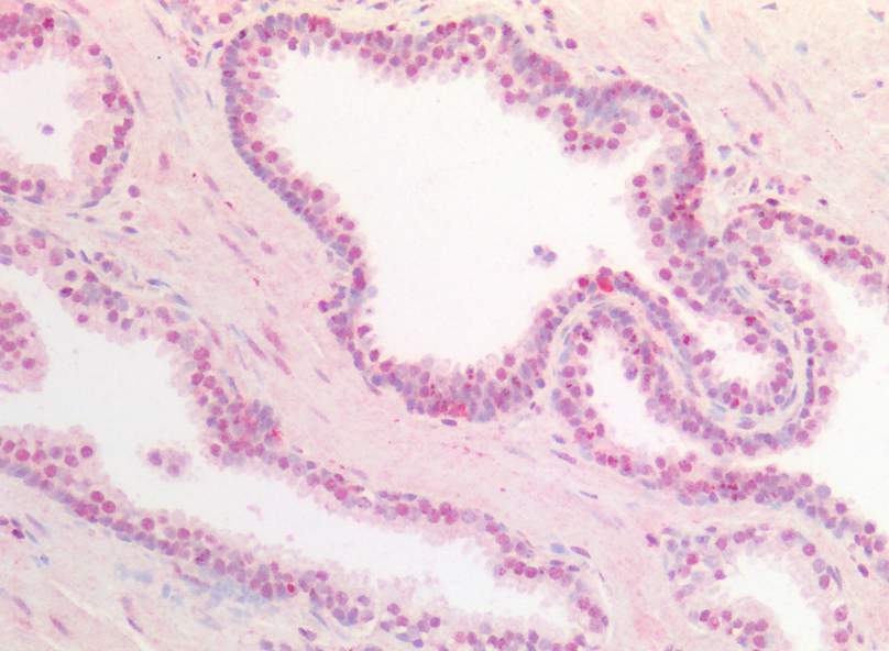 Goat anti-UBID4 (aa245-259) Antibody