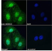 Goat anti-HOXD13 Antibody