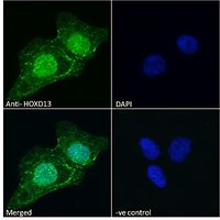 Goat anti-HOXD13 Antibody