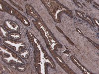 Goat anti-HOXD13 Antibody