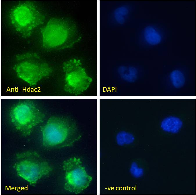 Goat anti-Hdac2 (mouse) Antibody