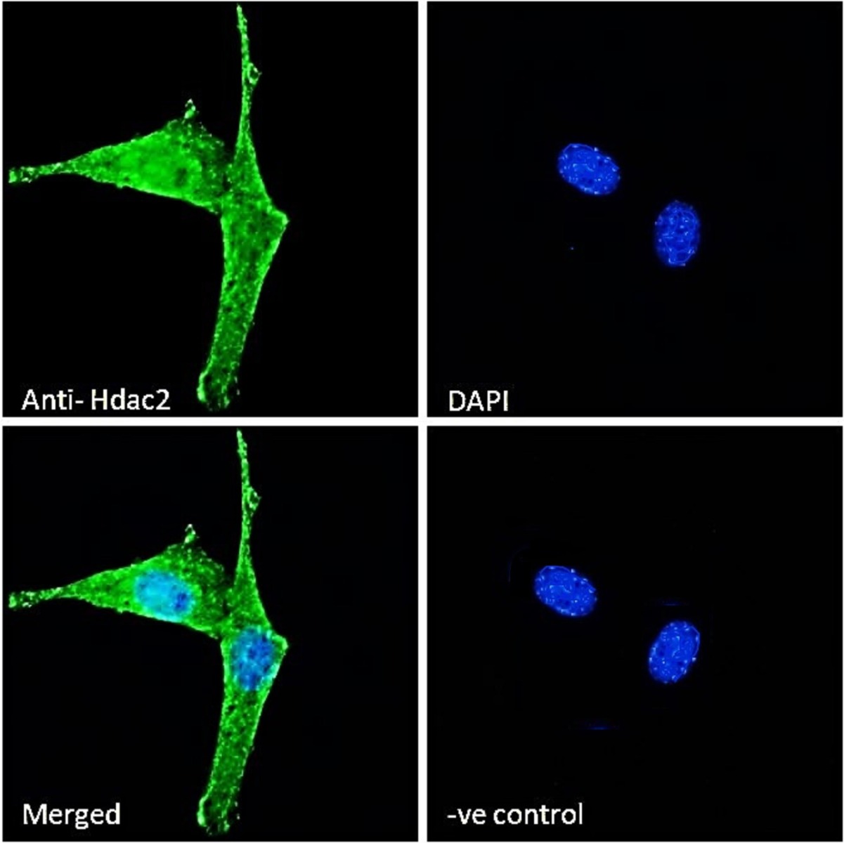 Goat anti-Hdac2 (mouse) Antibody