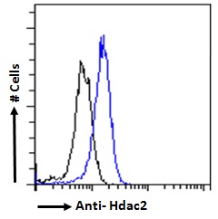 Hdac2 antibody