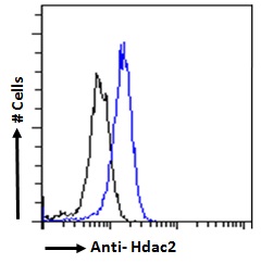 Goat anti-Hdac2 (mouse) Antibody