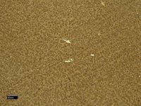 Goat anti-Connective Tissue Growth Factor Antibody
