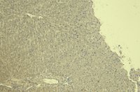 Goat anti-Connective Tissue Growth Factor Antibody