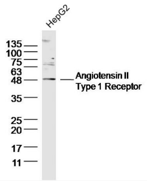 AT1R antibody