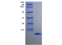 MIF Protein