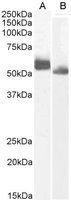 Goat anti-IRF4 (aa393-407) Antibody