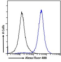 Goat anti-IRF4 (aa393-407) Antibody