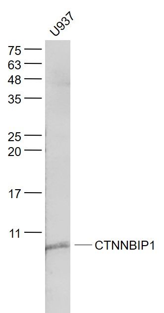 CTNNBIP1 antibody
