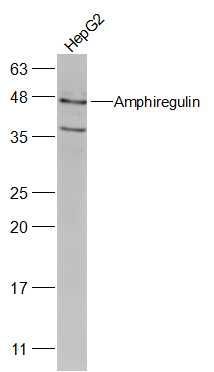 Amphiregulin antibody
