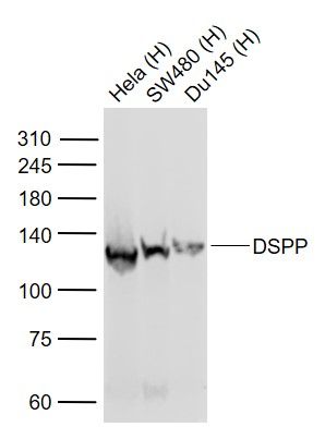 DSPP antibody (HRP)