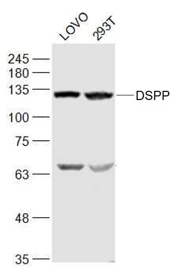 DSPP antibody (HRP)