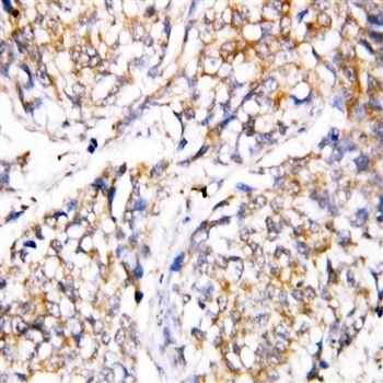 Caspase 4/CASP4 Antibody