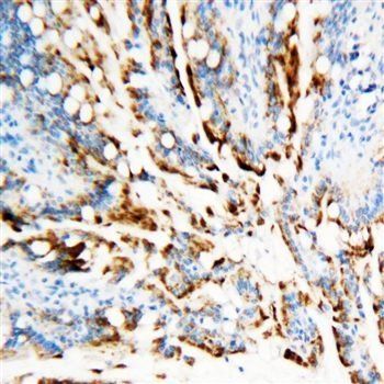 Anti-APE1/APEX1 Antibody