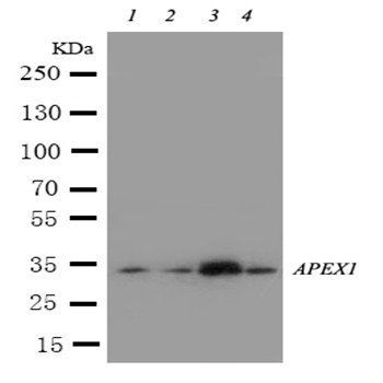 APE1/APEX1 Antibody