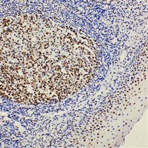 Anti-BOB1/POU2AF1 Antibody