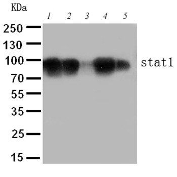 STAT1 Antibody