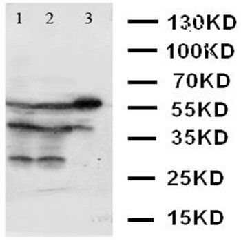 XIAP Antibody
