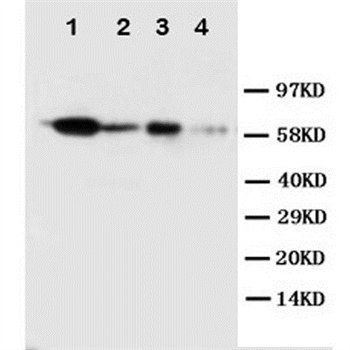 Anti-Caspase-10/CASP10 Antibody