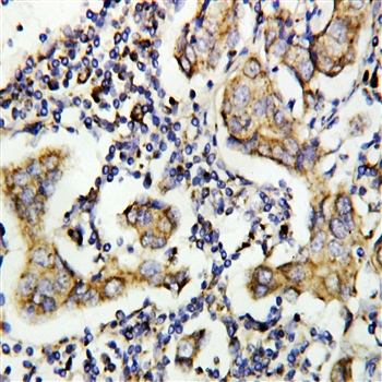 Caspase-8(P10)/CASP8 Antibody