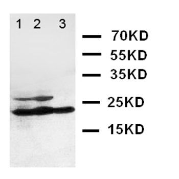 I-309/CCL1 Antibody