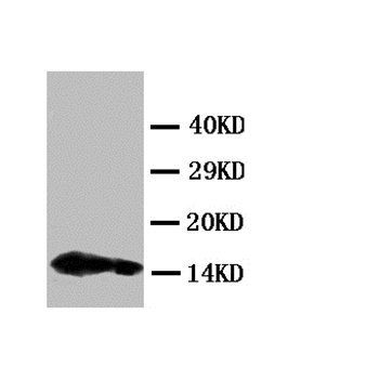 Interleukin-4 IL4 Antibody