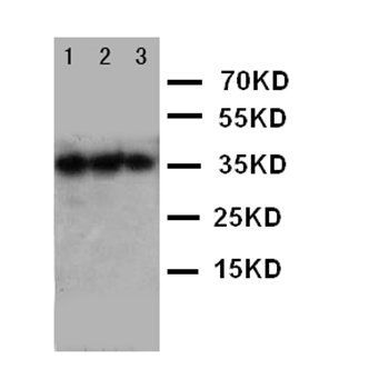 EPO/Erythropoietin Rabbit Polyclonal Antibody