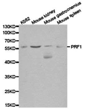 PRF1 antibody