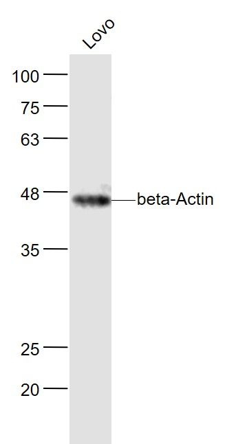 Beta-Actin antibody