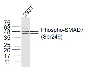 SMAD7 (phospho-Ser249) antibody