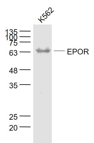 EPOR antibody
