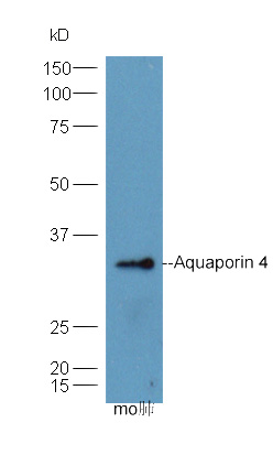 Aquaporin 4 antibody