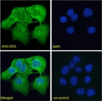 Goat anti-OCIL Antibody