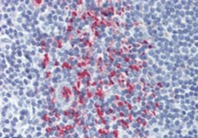 Goat anti-OCIL Antibody