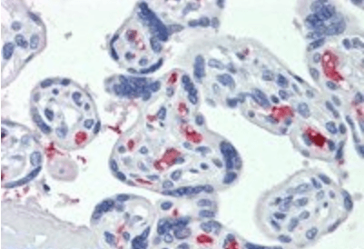 Goat anti-OCIL Antibody
