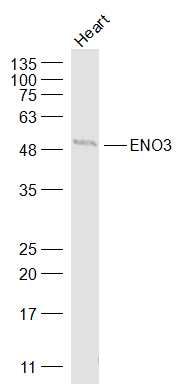 ENO3 antibody
