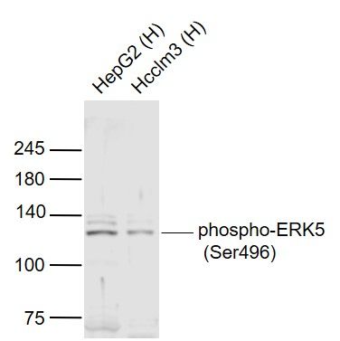 ERK5 (phospho-Ser496) antibody