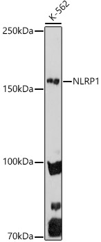 NLRP1 antibody