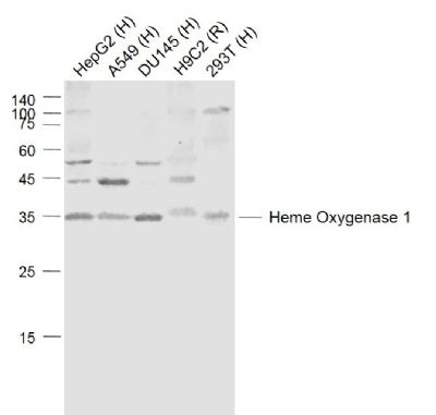 Heme Oxygenase antibody 1