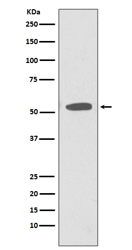 CD47 Rabbit Monoclonal Antibody