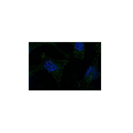 NONO antibody