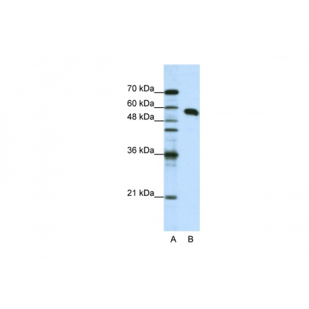 NONO antibody