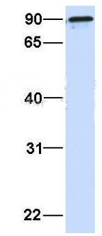 ARPP21 antibody