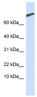 ARPP21 antibody