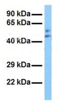 OCLN antibody