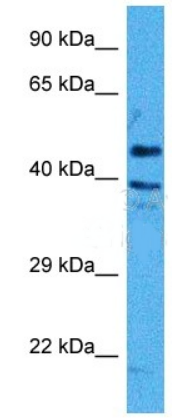 OCLN antibody